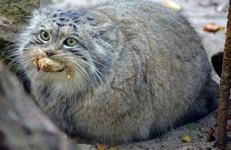 Countess Loafsley the Round, specimen RM-0016