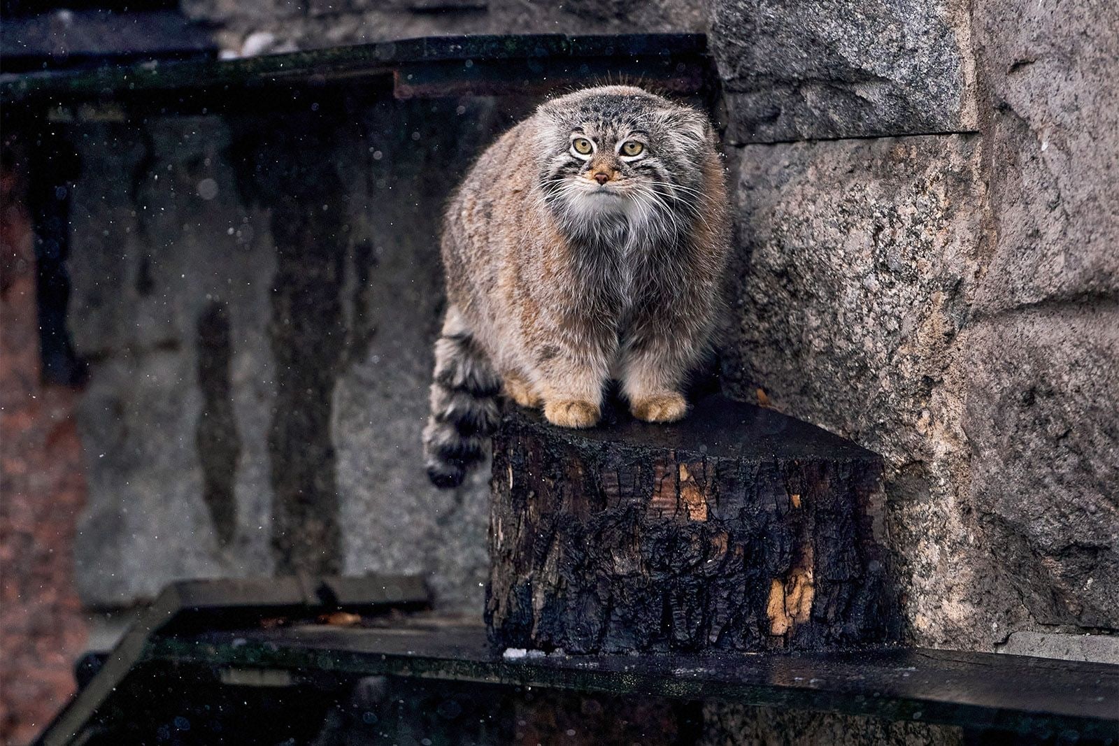 Sir Fluffington, RM-0003