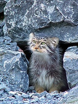 Professor Thistlewhisker VII, specimen RM-0024