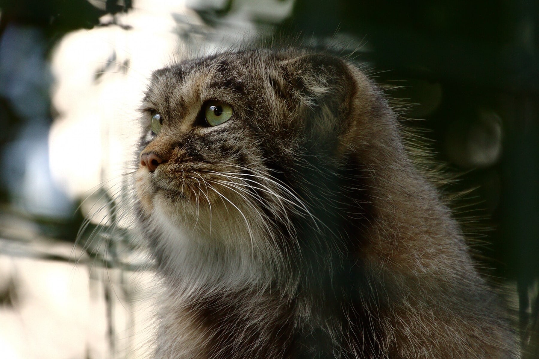 Duchess Thistlewhisker VII, specimen RM-0001, today’s Manul of the Day