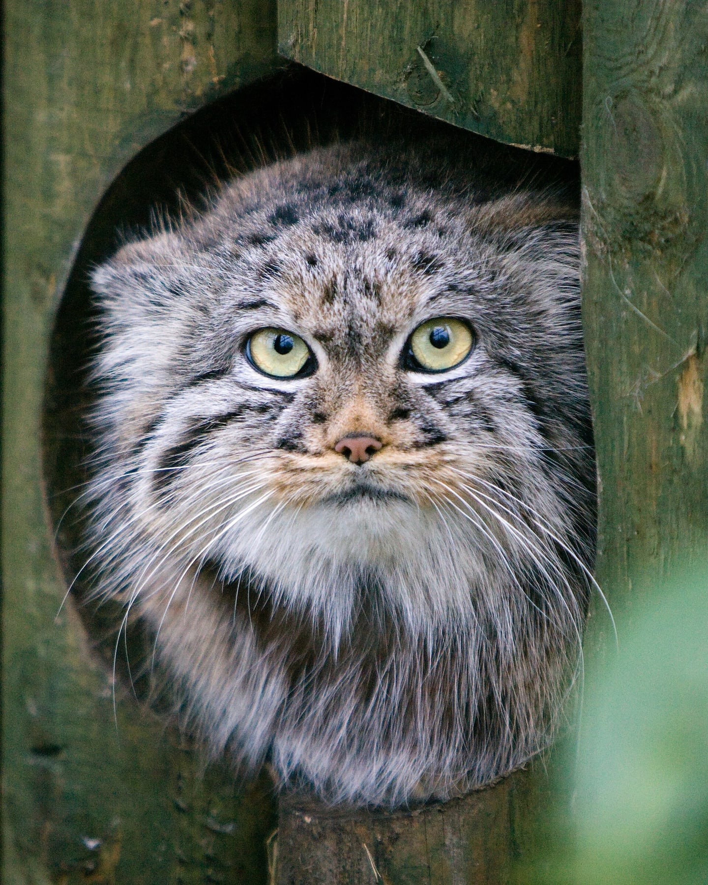 Her Fluffiness Snowpaw, specimen RM-0008